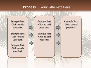 Conifer Pine Fir Branch PowerPoint Template