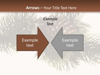 Conifer Pine Fir Branch PowerPoint Template