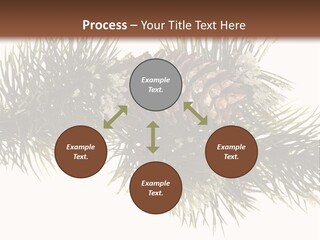 Conifer Pine Fir Branch PowerPoint Template