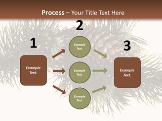 Conifer Pine Fir Branch PowerPoint Template
