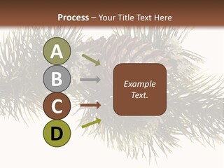 Conifer Pine Fir Branch PowerPoint Template