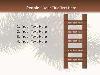 Conifer Pine Fir Branch PowerPoint Template