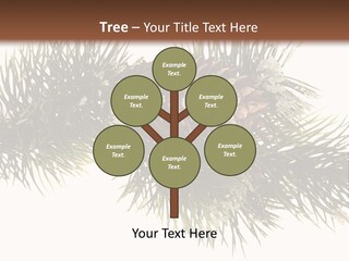 Conifer Pine Fir Branch PowerPoint Template