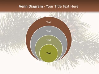 Conifer Pine Fir Branch PowerPoint Template