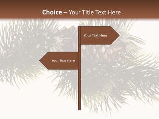 Conifer Pine Fir Branch PowerPoint Template