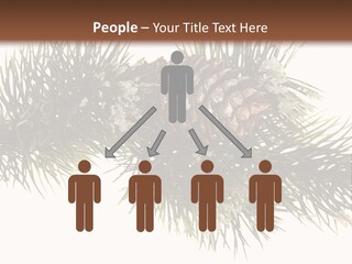 Conifer Pine Fir Branch PowerPoint Template