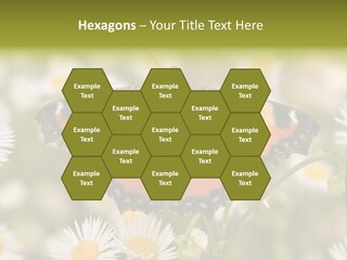 Field Flower Fields Summer PowerPoint Template