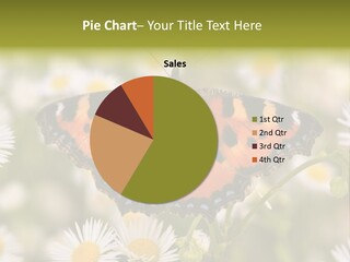 Field Flower Fields Summer PowerPoint Template