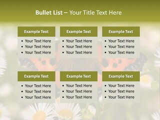 Field Flower Fields Summer PowerPoint Template