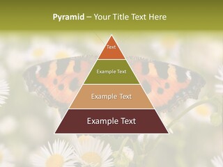 Field Flower Fields Summer PowerPoint Template