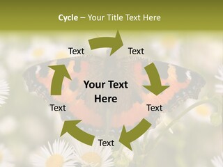 Field Flower Fields Summer PowerPoint Template
