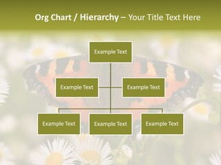 Field Flower Fields Summer PowerPoint Template