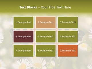 Field Flower Fields Summer PowerPoint Template