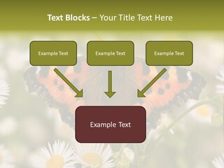 Field Flower Fields Summer PowerPoint Template