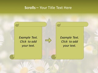 Field Flower Fields Summer PowerPoint Template
