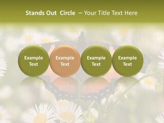 Field Flower Fields Summer PowerPoint Template