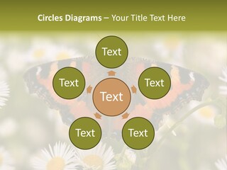 Field Flower Fields Summer PowerPoint Template