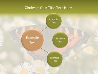 Field Flower Fields Summer PowerPoint Template