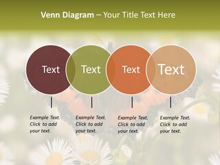 Field Flower Fields Summer PowerPoint Template