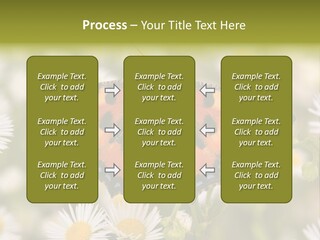Field Flower Fields Summer PowerPoint Template