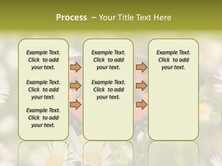 Field Flower Fields Summer PowerPoint Template
