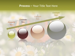 Field Flower Fields Summer PowerPoint Template