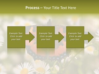 Field Flower Fields Summer PowerPoint Template