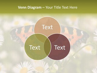 Field Flower Fields Summer PowerPoint Template