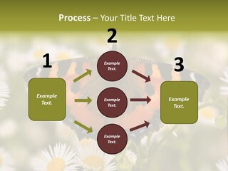 Field Flower Fields Summer PowerPoint Template