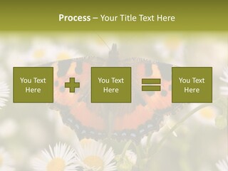 Field Flower Fields Summer PowerPoint Template