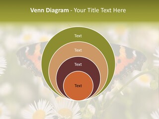 Field Flower Fields Summer PowerPoint Template