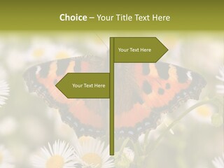 Field Flower Fields Summer PowerPoint Template