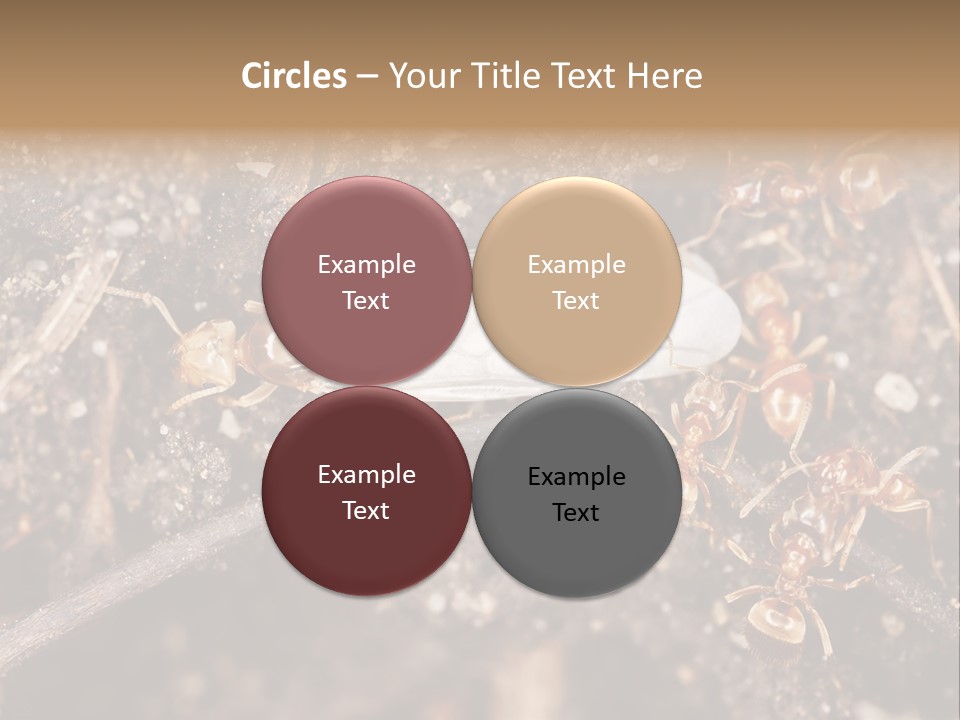 Close To Mould Detail PowerPoint Template