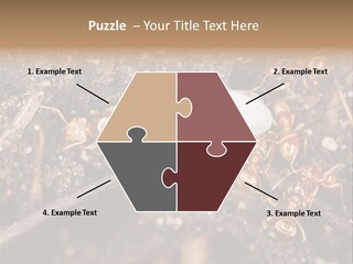 Close To Mould Detail PowerPoint Template