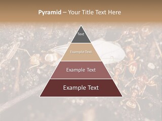 Close To Mould Detail PowerPoint Template