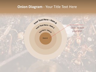 Close To Mould Detail PowerPoint Template