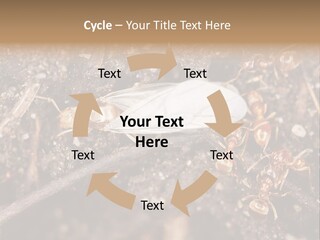 Close To Mould Detail PowerPoint Template
