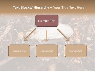 Close To Mould Detail PowerPoint Template