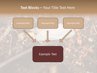 Close To Mould Detail PowerPoint Template