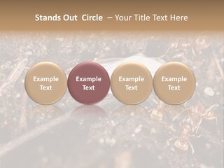 Close To Mould Detail PowerPoint Template