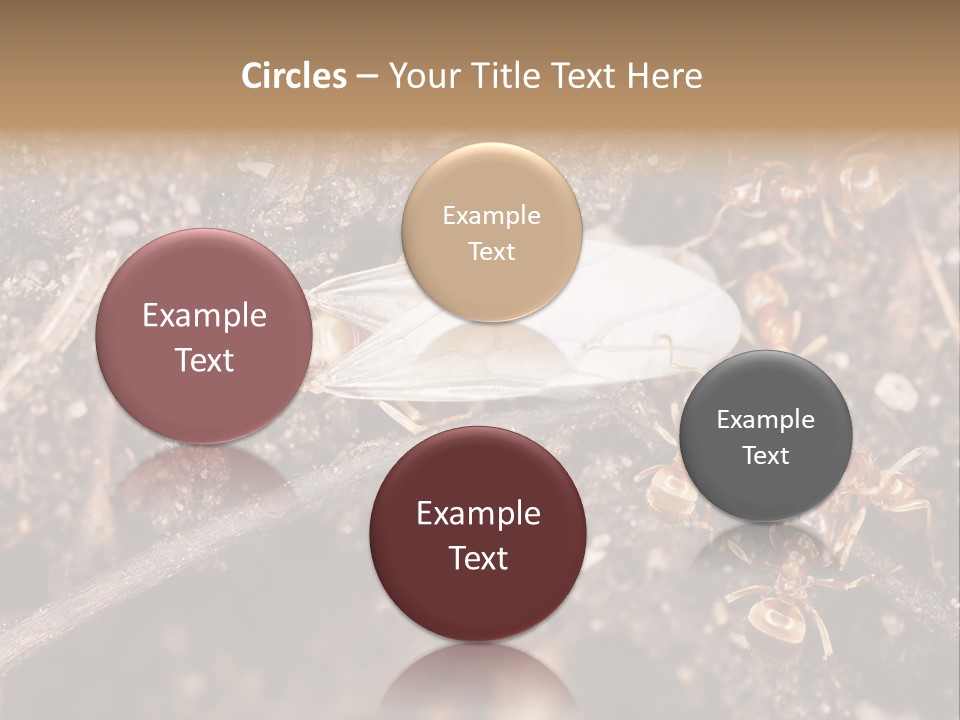 Close To Mould Detail PowerPoint Template