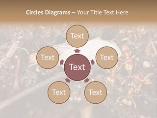 Close To Mould Detail PowerPoint Template