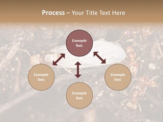 Close To Mould Detail PowerPoint Template