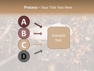 Close To Mould Detail PowerPoint Template