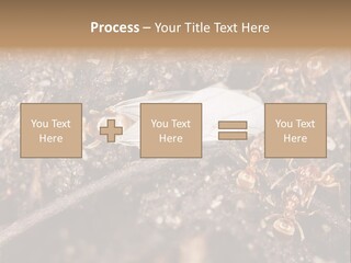 Close To Mould Detail PowerPoint Template