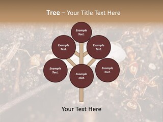 Close To Mould Detail PowerPoint Template