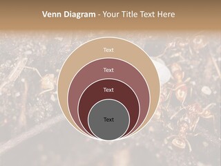 Close To Mould Detail PowerPoint Template