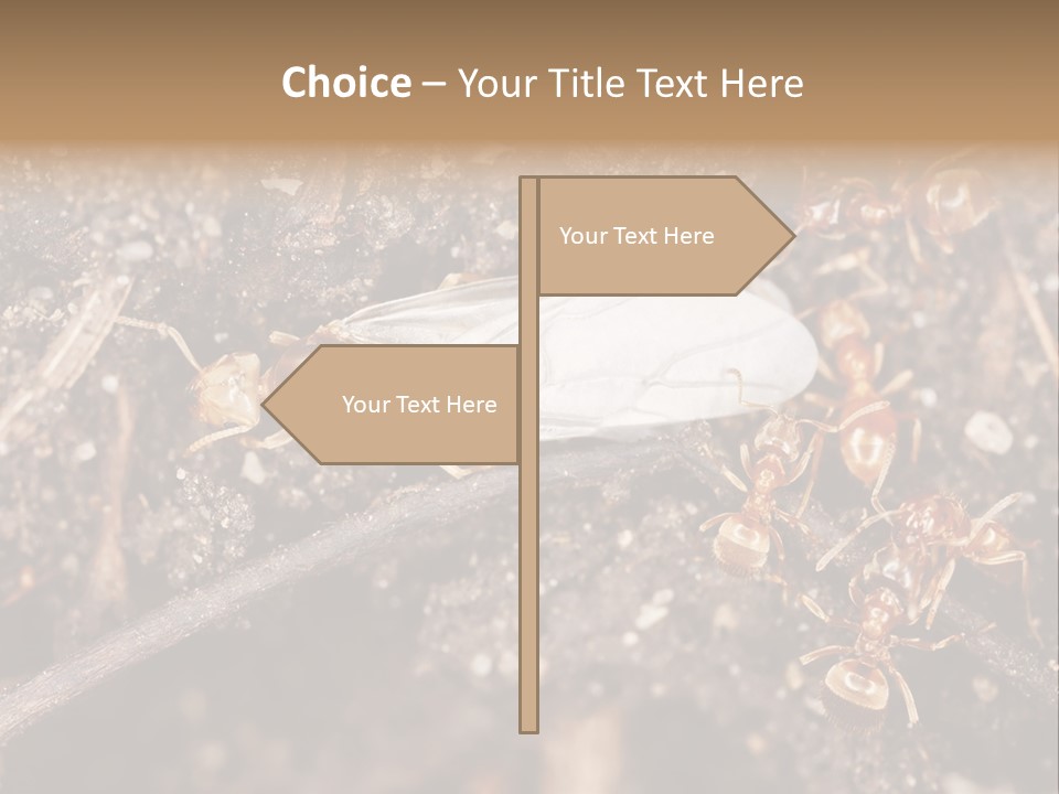 Close To Mould Detail PowerPoint Template