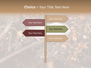 Close To Mould Detail PowerPoint Template