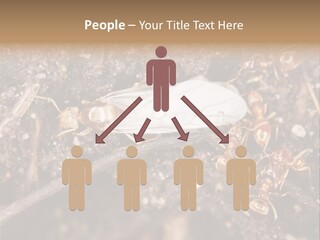 Close To Mould Detail PowerPoint Template